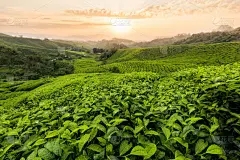 浩瀚商品交易中心：山药的起源在哪里