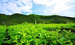 藏茶·润云股票：茄子每年可以种植几次种植周期