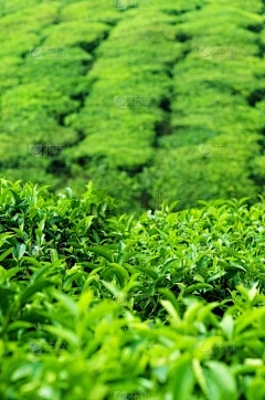 苹果元帅的别名是什么？