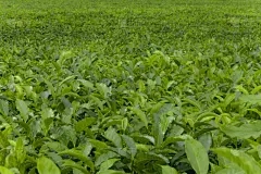 浩瀚商品行情分析：芒果种子幼苗技术简介