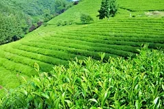 如何在冬天砍伐朱朱伯树