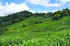 紫色草水培可以吗？