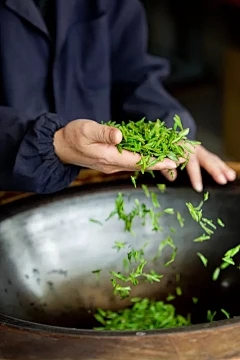 藏茶·润云交易中心如何操作：腐烂的根后处理塔罗腐烂的根的原因是什么