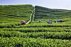 浩瀚商品交易中心怎么赚钱：茶李子水果的用途是什么