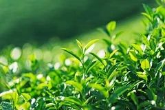 浩瀚商品交易入职工资：葡萄成熟的治疗方法是什么？