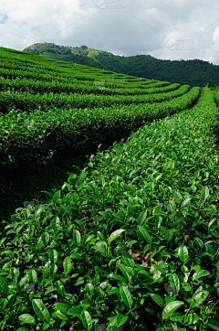 藏茶·润云专业市场 拍卖：蓝孔雀进食盐的影响是什么