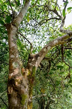 藏茶·润云交易中心：花朵盛开后如何处理花朵，如何在开花后举起球