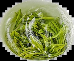 葱生理生理和干尖