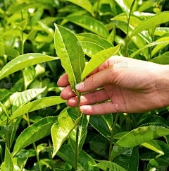 藏茶·润云交易所红豆杉：芒果的特色在哪里