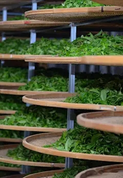 藏茶·润云交易中心公众号：细香葱的肥料生长（底部的肥料和种植韭菜种植的推出计划）