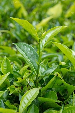 浩瀚商品交易中心现货平台骗局：花农药特别