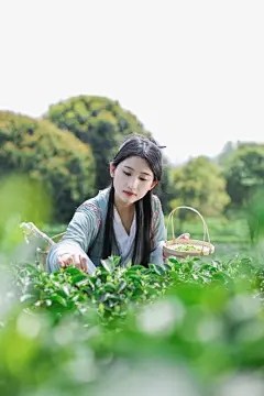 老虎皮兰喜欢太阳吗？