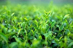 羔羊无法站立以及如何预防和控制的原因是什么