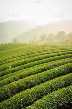 苹果灰点的症状是什么？苹果灰点的预防措施！