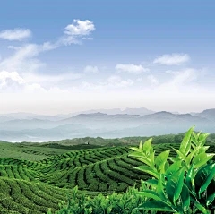 绵羊害怕雨吗，如果绵羊感冒应该怎么办？