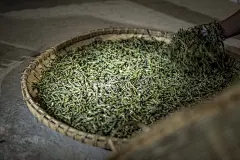 米饭是什么样的植物