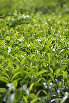 浩瀚商品交易长沙：类似于乌龟后竹的植物