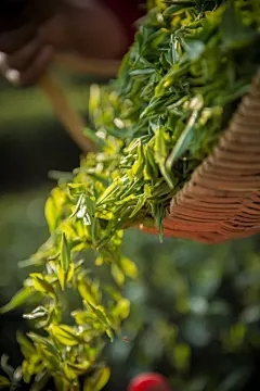 芦荟森林表示什么意思