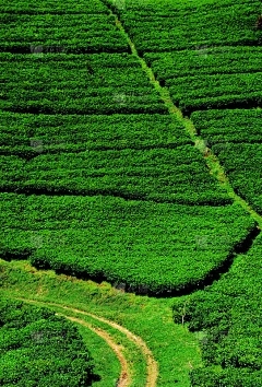 玫瑰花什么时候合适？