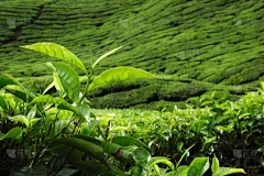 藏茶·润云交易入职工资：舌头采摘时间和收获季节