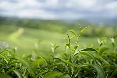 青岛浩瀚商品交易中心：莲花莲花育种方法和管理点