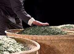 苦菊和蒲公英是植物吗？