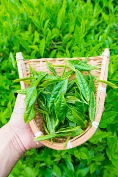 石榴是农作物吗？