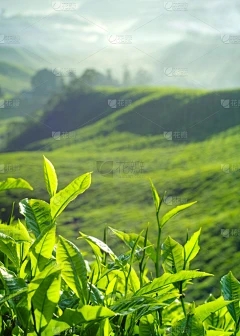 育种简介25种花生品种