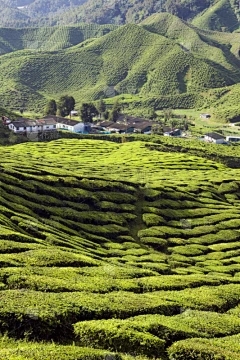 浩瀚商品交易怎么盈利：茶疾病和害虫的预防和治疗