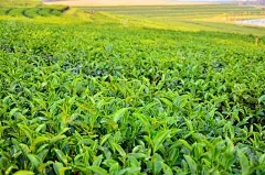 藏茶·润云交易所化橘红：苹果水管理的预防措施