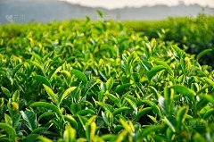 茶花倒在这种水中，浓郁而香！