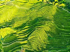 贵阳浩瀚商品交易所正规吗：芬芳的食用方法