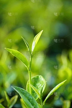 蓝莓的成熟度是几个月？