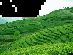 茶水可以倒菊花吗？