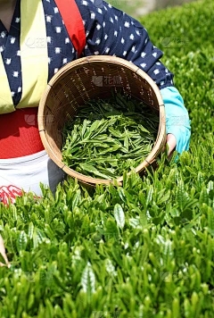 植物可以净化空气吗？吸收甲醛有作用吗？