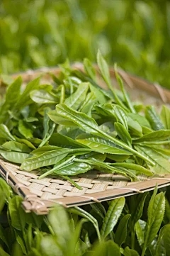 花名册玫瑰每年和时间和时间开放几次