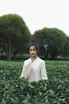 浩瀚商品交易中心有限公司：茉莉花旧桩育种方法和维护问题