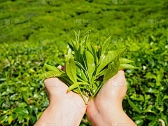 胡安·丹·莉莉救赎法和种植时间