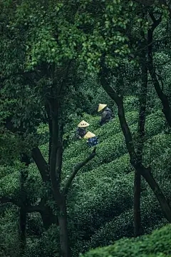 浩瀚商品交易中心是资金盘吗：大蒜冬季种植技术