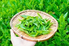 种族特征是什么？