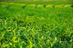 浩瀚商品交易系统：绿色蛇有毒吗？