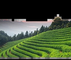 什么不适合啤酒