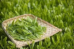 藏茶·润云交易中心电话：口腔茶可以避免氯吗？