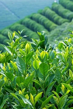 红色手掌不盛开的原因是什么？处理方法简介