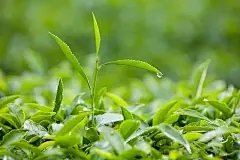 茉莉花促进方法和技术必不可少的人造花技巧