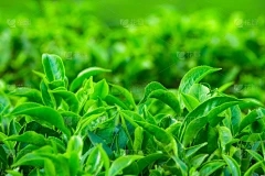 红宝石叶插入发芽多长时间