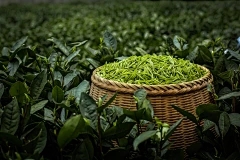 蜂窝有什么影响和影响