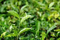 绿豆如何生长？种植绿豆的问题是什么？