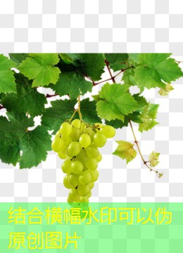 2025年03月15日小麦价格走势预测：三大关键因素解析