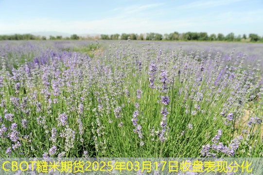 CBOT糙米期货2025年03月17日收盘表现分化